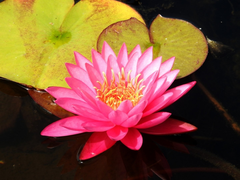 Водяная лилия кувшинка