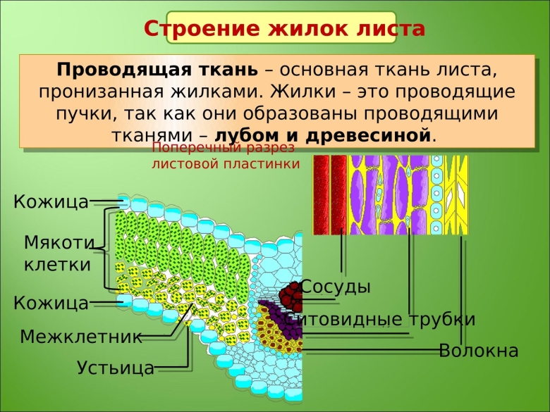 Проводящая и опорная структура листа