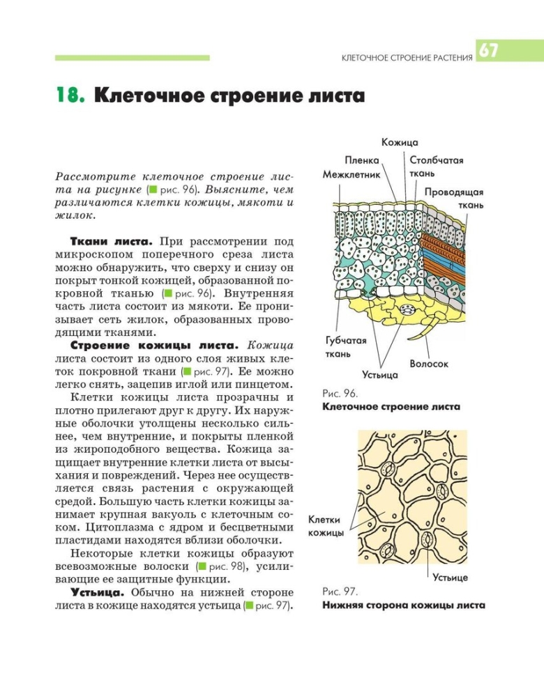 Столбчатая губчатая покровная ткань рисунок