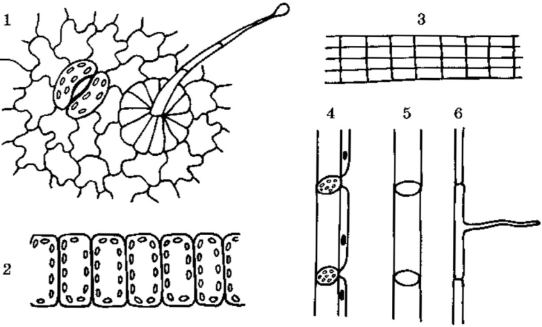 Элементы строения растительных тканей ЕГЭ
