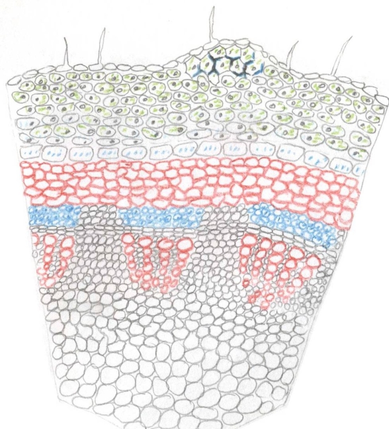 Колленхима на срезе