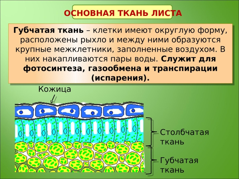 Столбчатая и губчатая основная ткань