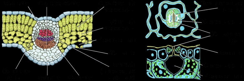 Клеточное строение листа поперечный срез