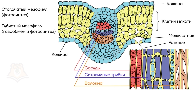 Поперечный срез листа фикуса строение