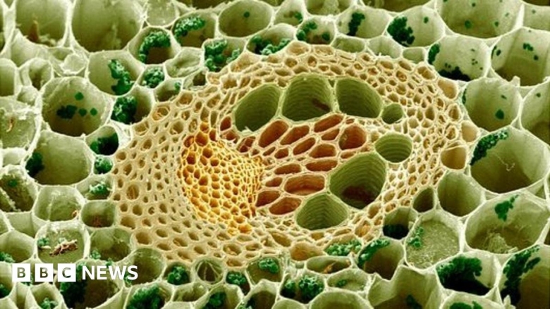 Ксилема микрофотография