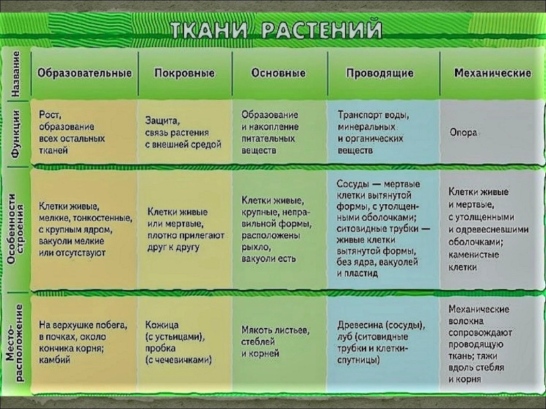 Виды тканей растений 5 класс биология таблица