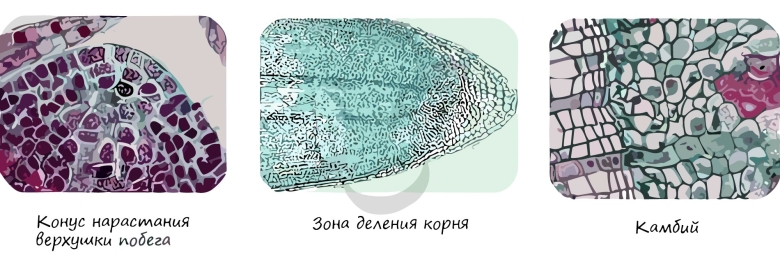 Образовательная ткань камбий