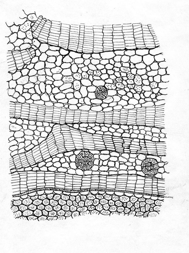 Ткани растений покровная ткань рисунок