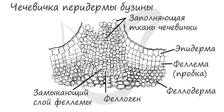 Чечевички в покровной ткани