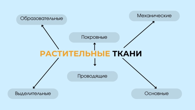 Классификация растительных тканей
