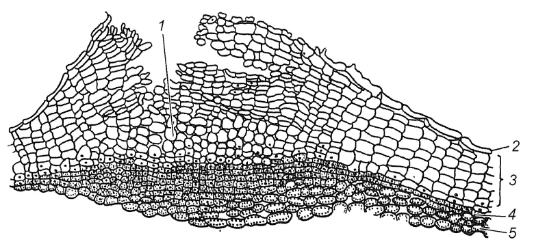 Перидерма и чечевички бузины