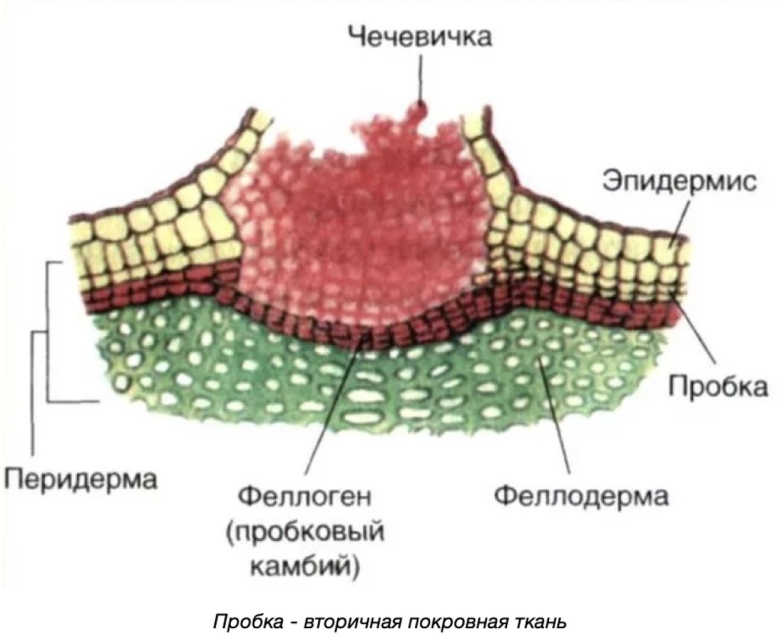 Вторичная покровная ткань пробка феллема