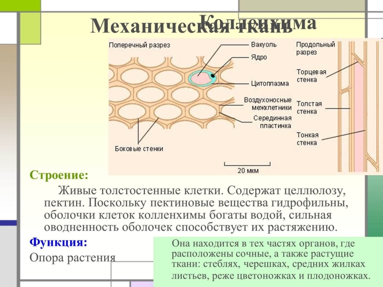 Механическая ткань колленхима строение