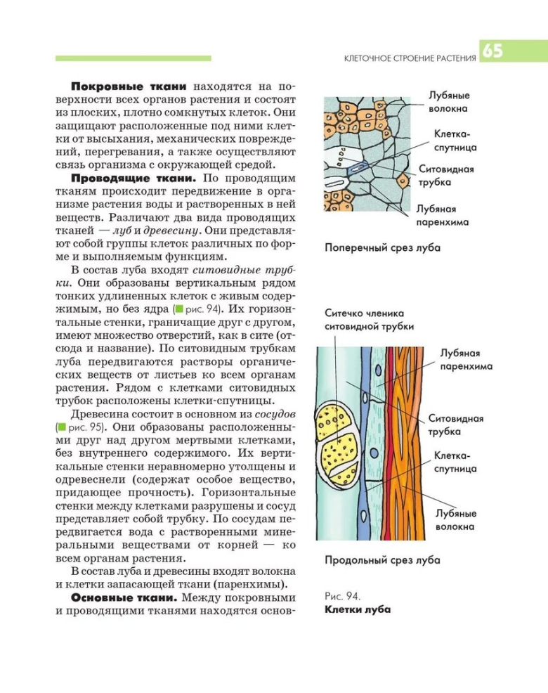 Ситовидные трубки растений