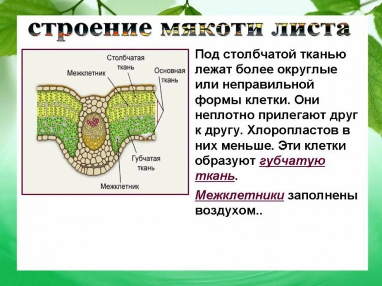 Клетка мякоти листа столбчатая ткань
