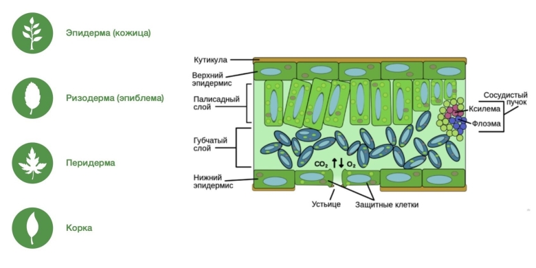 Эпидерма картинка
