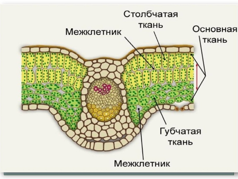 Изображение клетки столбчатой ткани