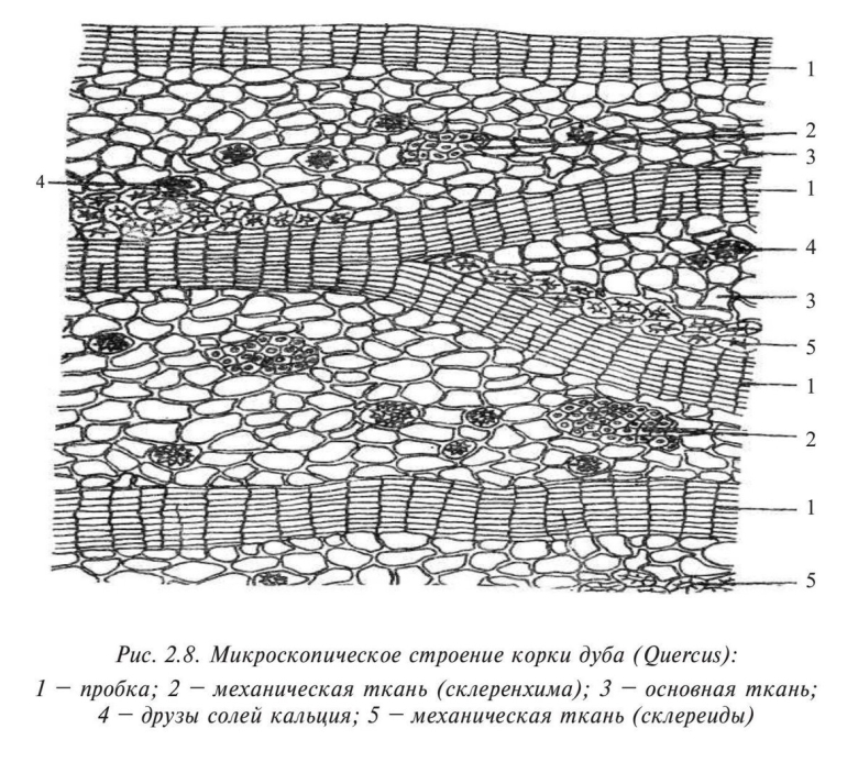 Покровная ткань растений