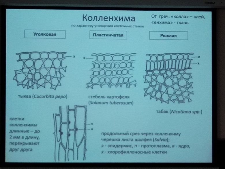 Уголковая колленхима черешка бегонии