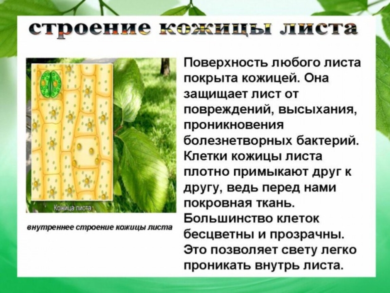 Строение кожицы и мякоти листа