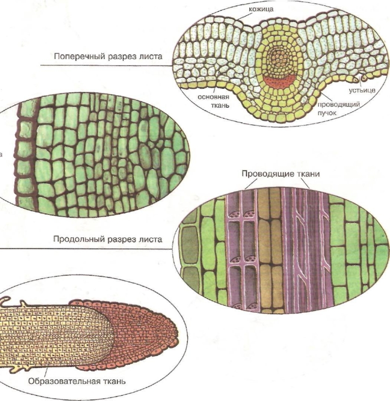 Ткани биология образовательная покровная