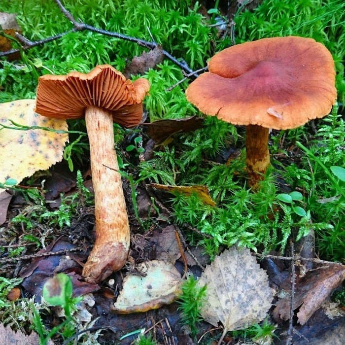 Паутинник горный