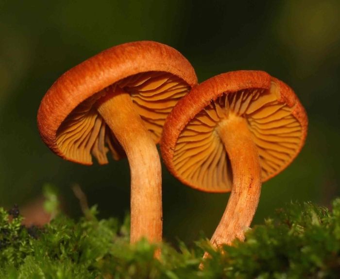 Паутинник горный cortinarius orellanus