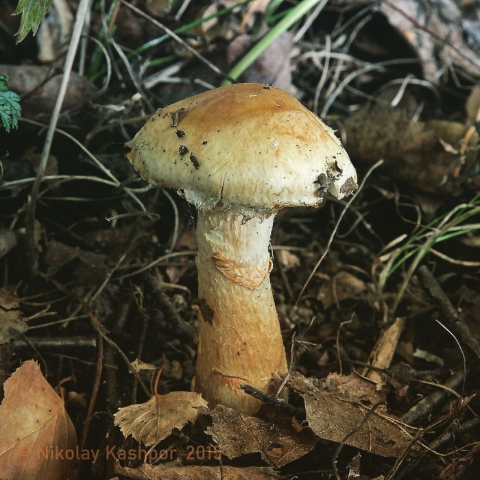 Паутинник триумфальный желтый