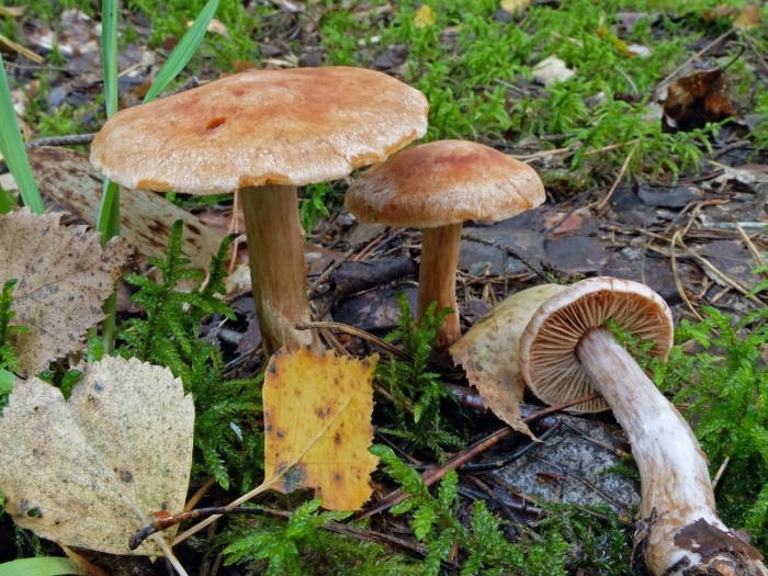 Паутинник сосновый