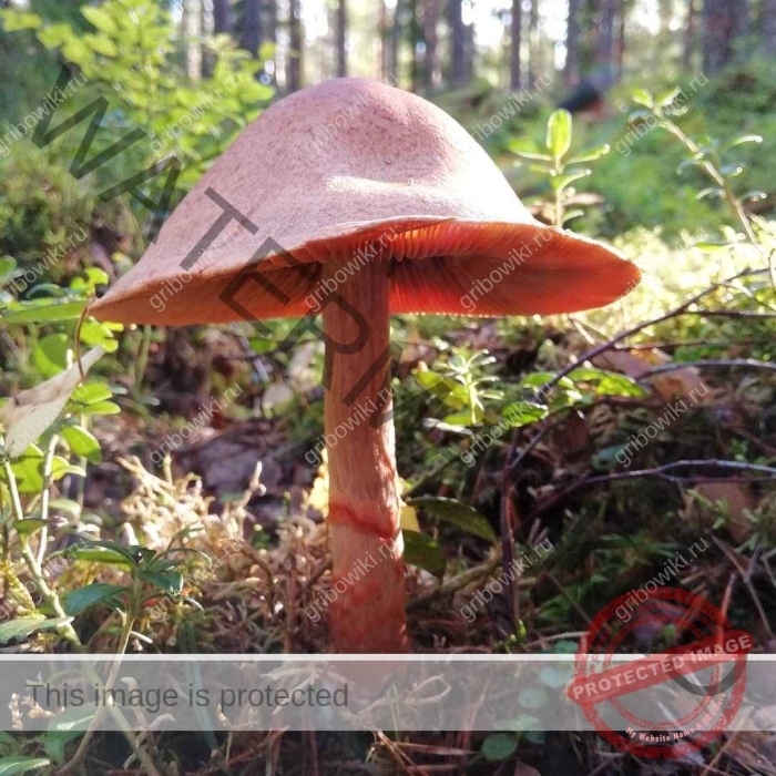 Паутинник светло-охристый