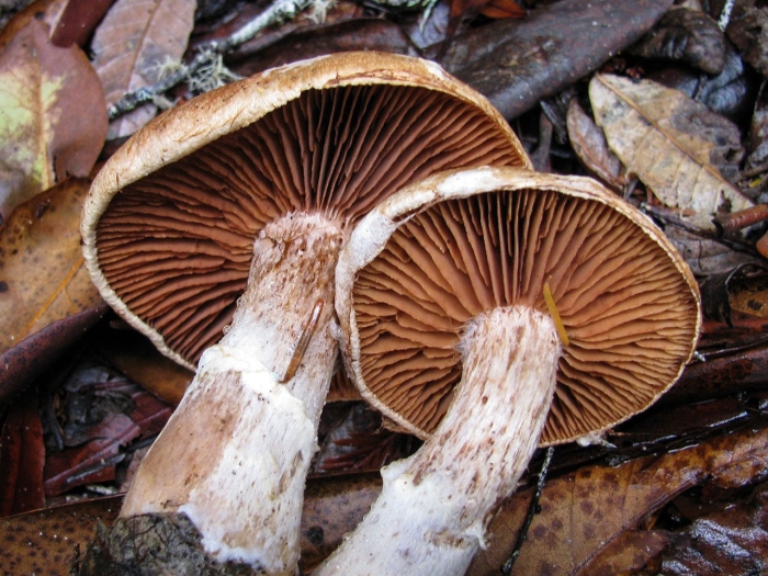 Cortinarius laniger
