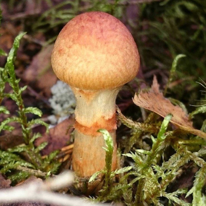 Паутинник гриб оранжевый