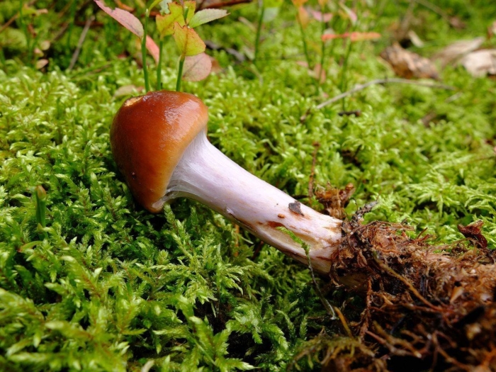 Паутинник голубоствольный (cortinarius collinitus)