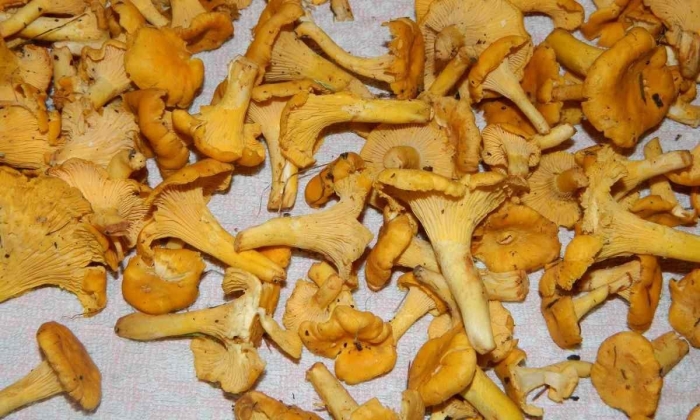 Грибы лисички маринованные