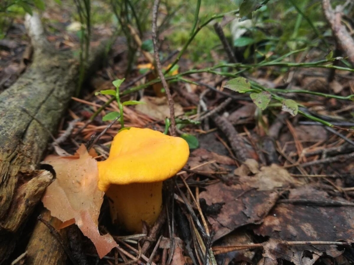 Лисичка гриб ложная