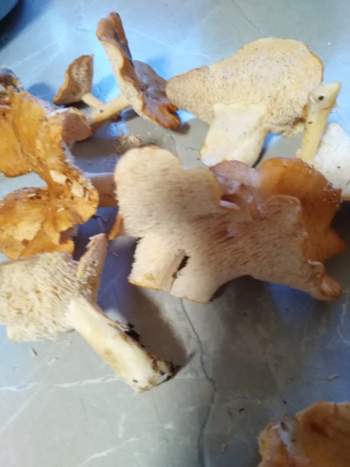 Ежовик желтый гриб