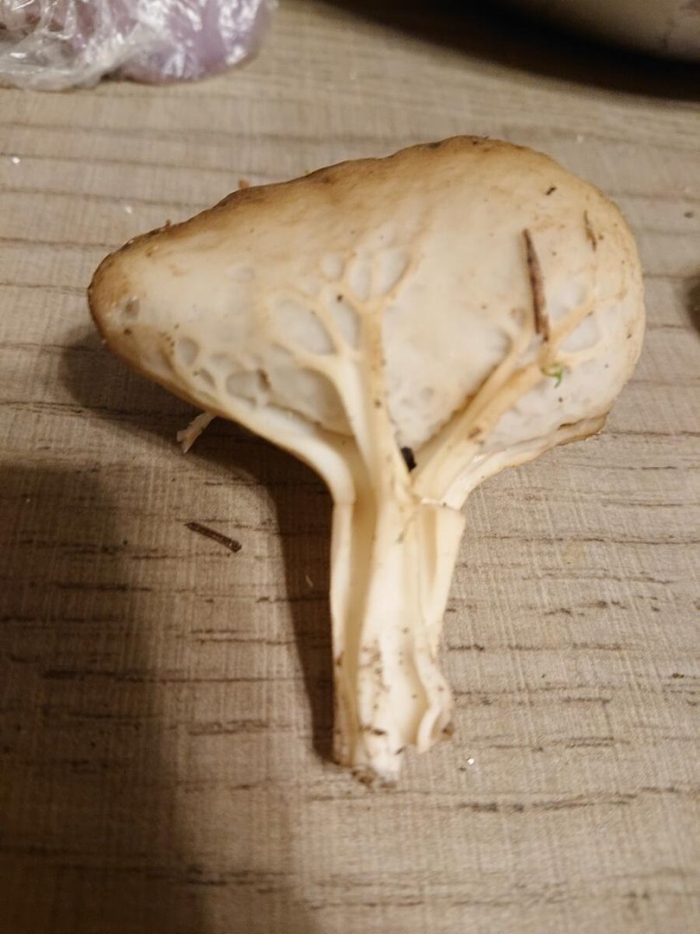 Говорушка подогнутая infundibulicybe geotropa