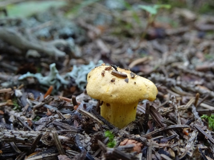 Гриб зеленушка