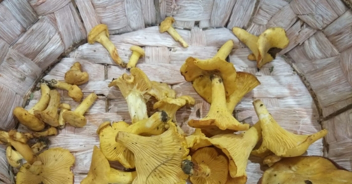 Лисичка гриб