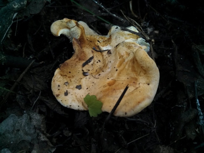 Ежовик желтый