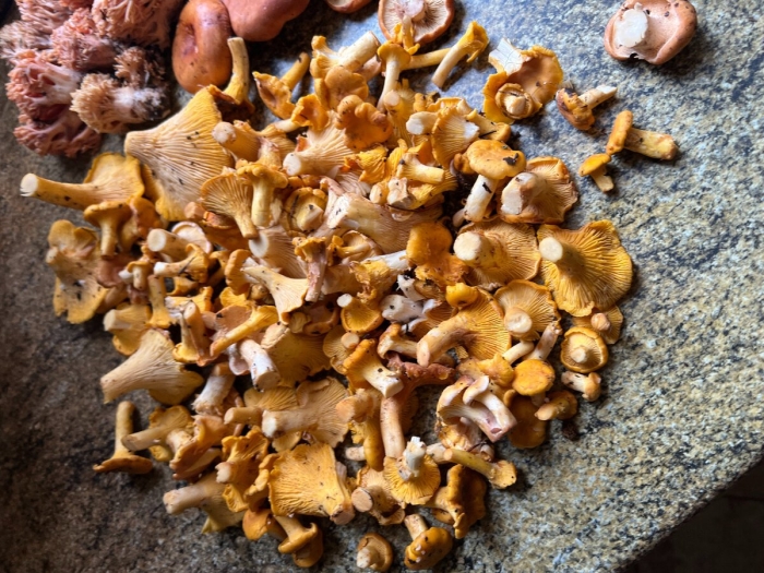 Съедобные грибы лисички