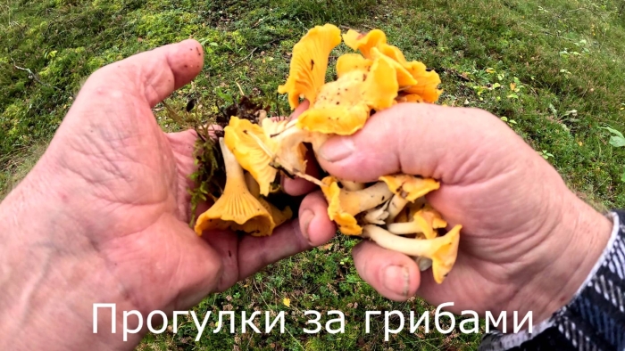 Лисичка гриб