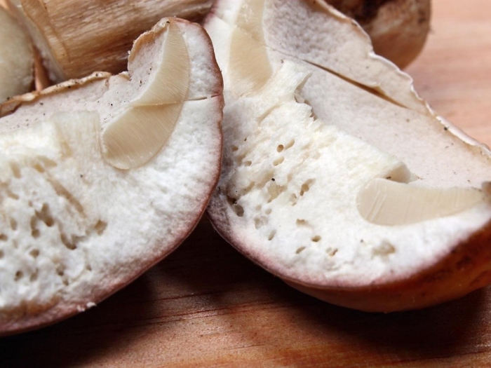 Боровик червивый