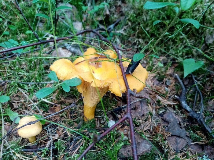 Лисичка обыкновенная гриб