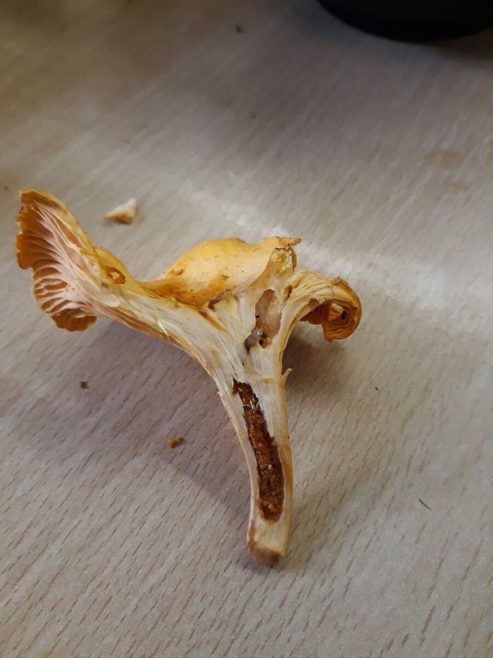 Червивые грибы лисички