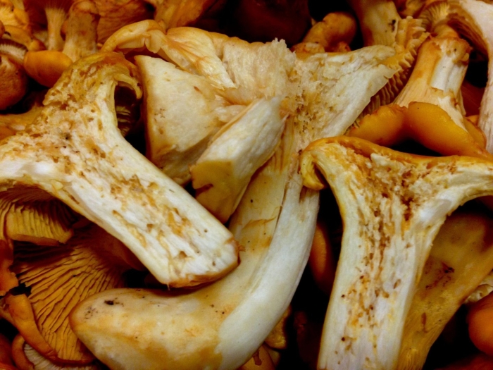 Грибы лисички рецепты приготовления