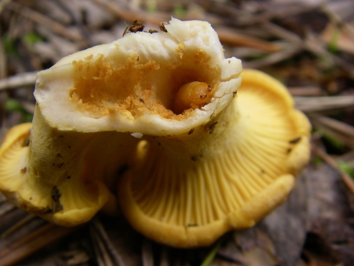 Червивые грибы