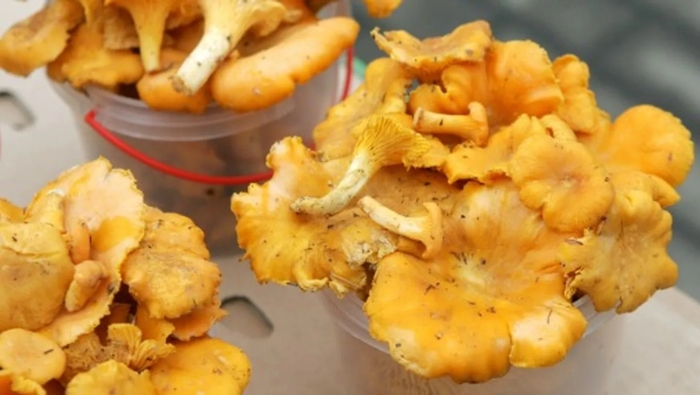 Грибы лисичка горбатая