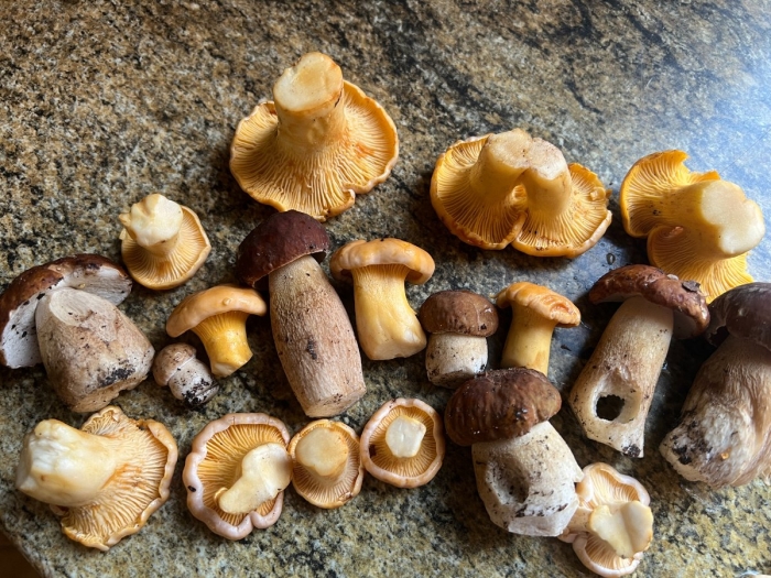 Полезные грибы