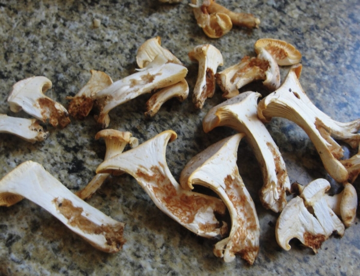 Чирвивые лисичка